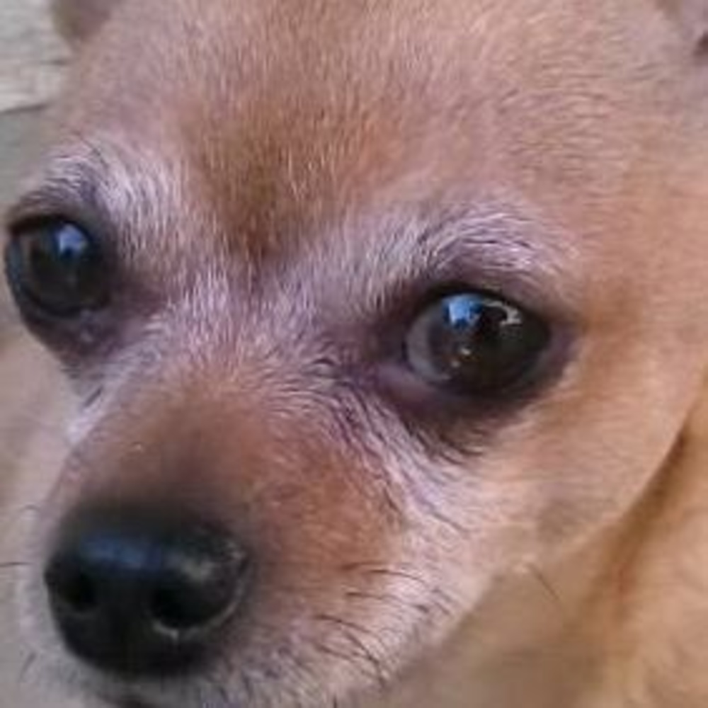 Meet your Posher, Linda